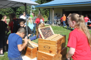 Getting a safe closeup view of Bee Headquarters