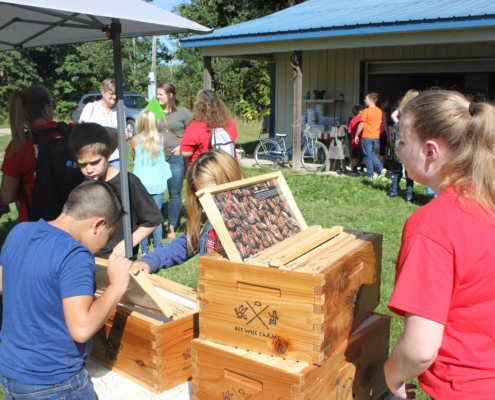 Getting a safe closeup view of Bee Headquarters