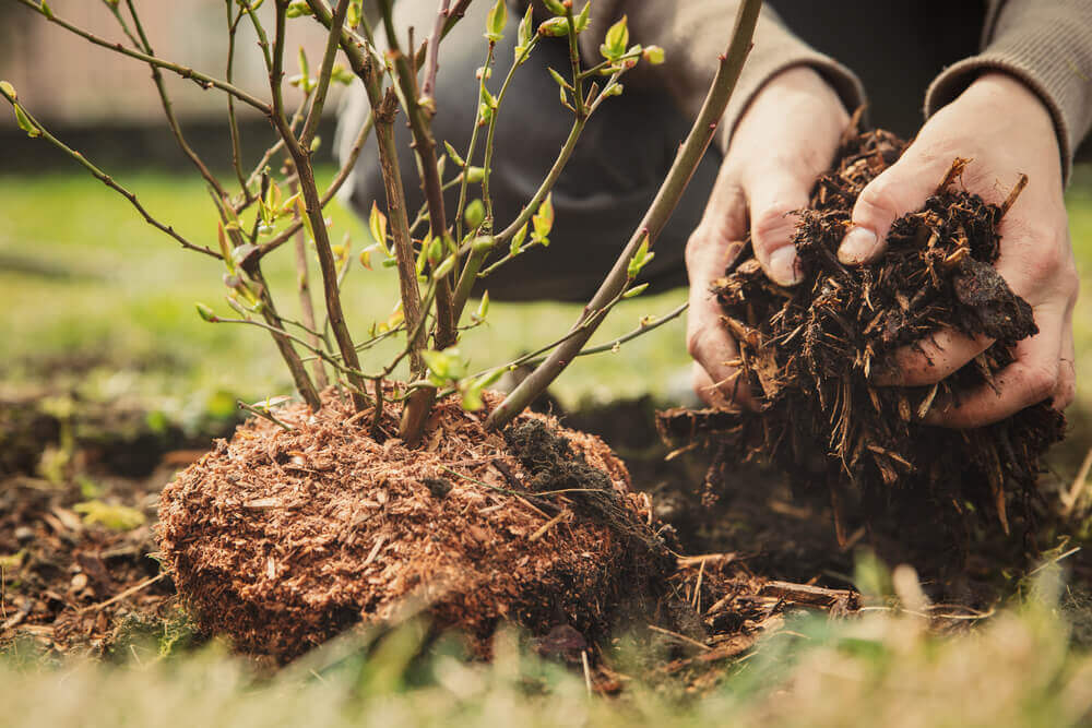 Planting Blueberry Bushes