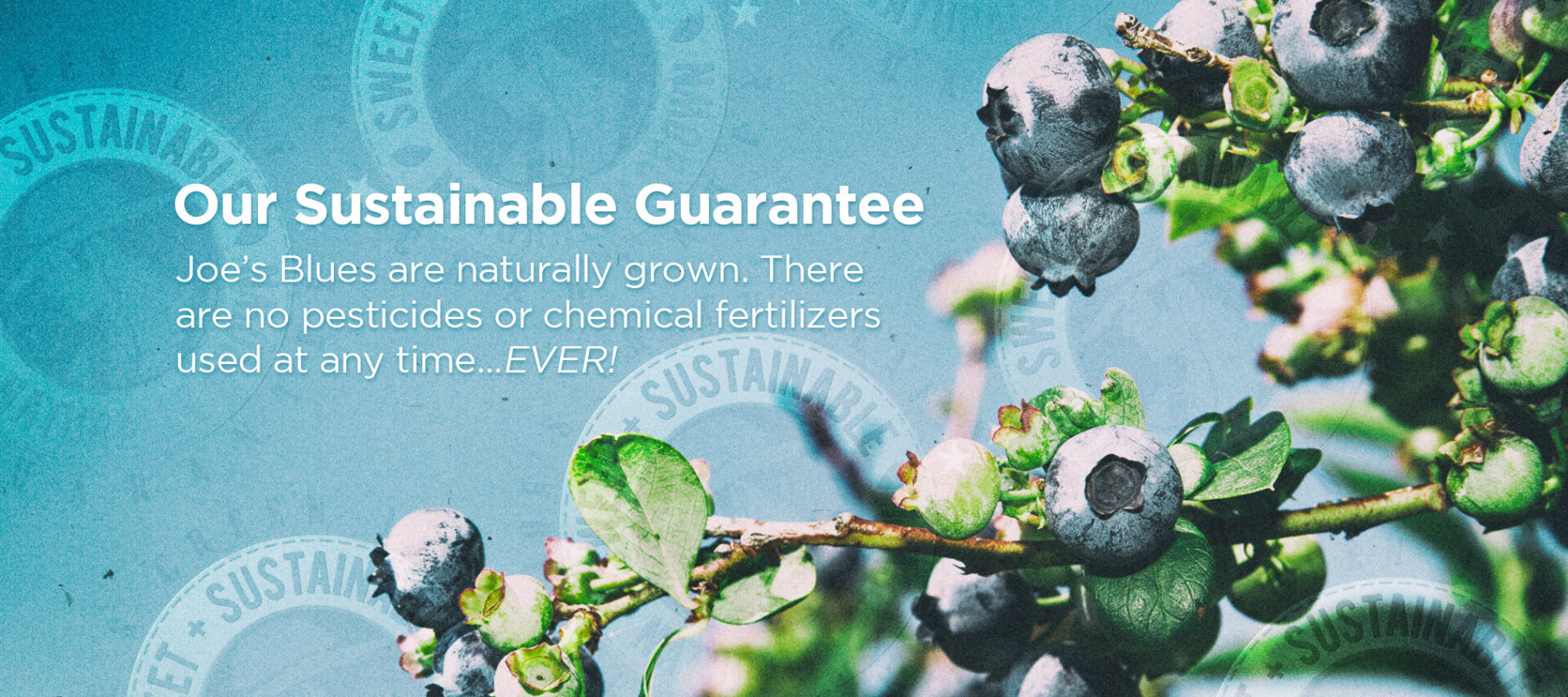 Our Sustainable Guarantee: Joe's Blues are naturally grown. There are no pesticides or chemical fertilizers used at any time...EVER!